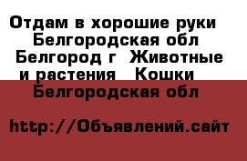 Отдам в хорошие руки  - Белгородская обл., Белгород г. Животные и растения » Кошки   . Белгородская обл.